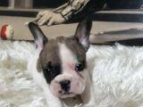 French Bulldog Erkek