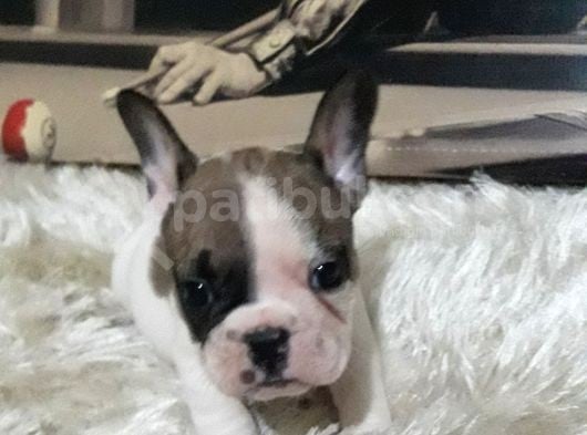 French Bulldog Erkek görsel