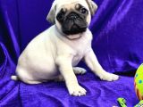 Mops Pug