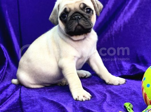 Mops Pug görsel