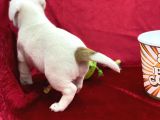 Kisa Bacak Jack Russel Yavrular