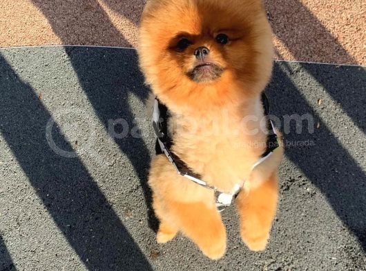 10 Aylik Erkek Pomerani̇an Boo görsel