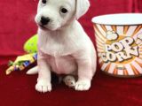 Kisa Bacak Jack Russel Yavrular