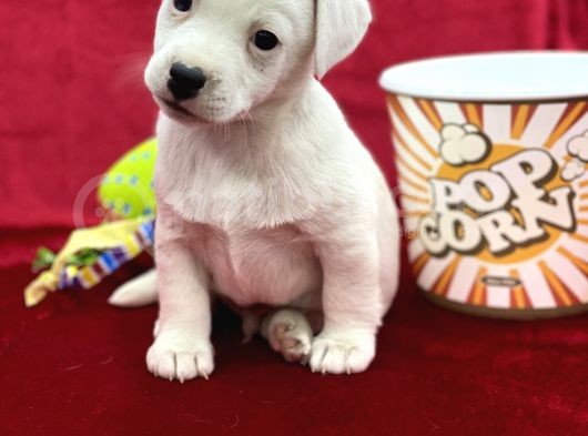Kisa Bacak Jack Russel Yavrular görsel