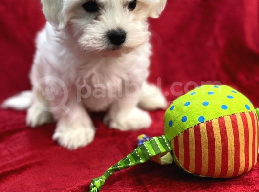 Maltese görsel