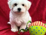 Maltese