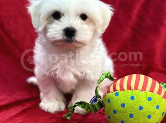 Maltese görsel