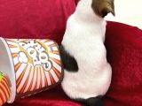 Kisa Bacak Jack Russel Yavrular