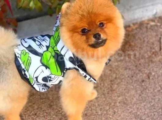 10 Aylik Erkek Pomerani̇an Boo