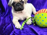 Mops Pug