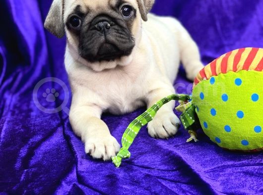Mops Pug görsel