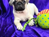 Mops Pug