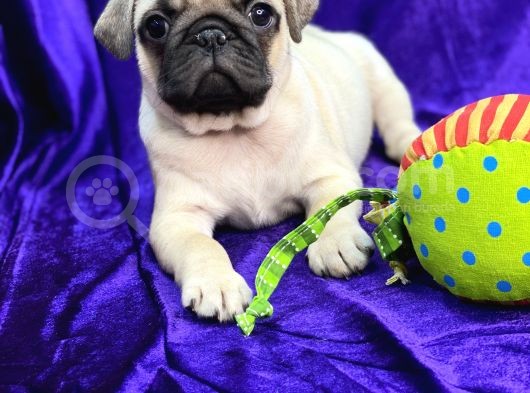 Mops Pug görsel