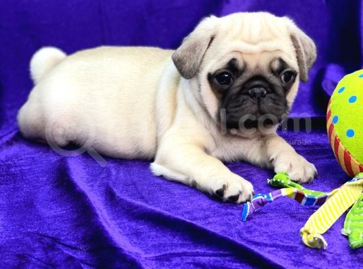 Mops Pug görsel