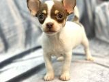Xxs Chihuahua