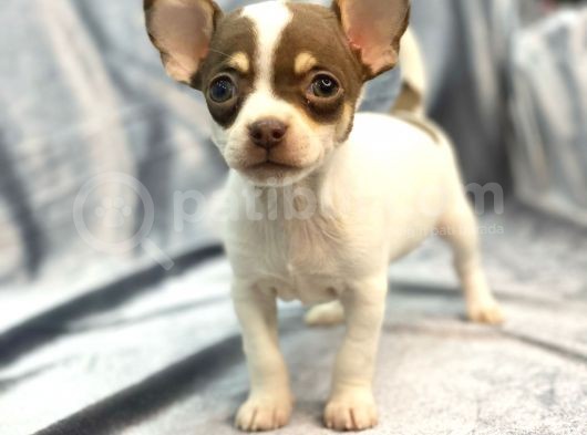 Xxs Chihuahua görsel