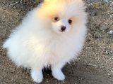 Pomerian Boo (Parti Color)