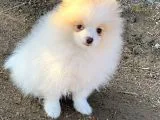 Pomerian Boo (Parti Color)