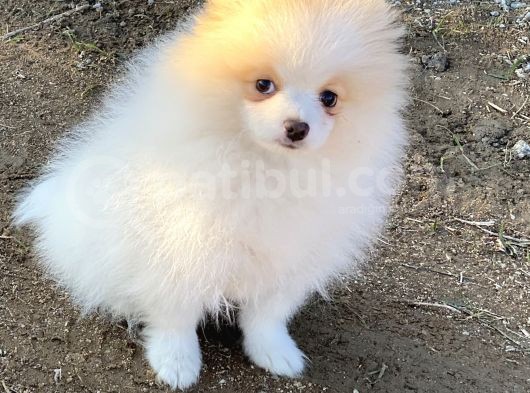 Pomerian Boo (Parti Color) görsel