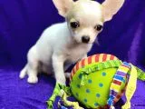Xxs Chihuahua