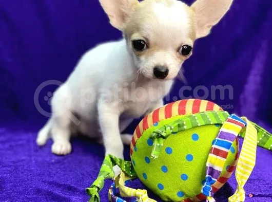 Xxs Chihuahua