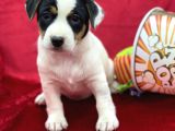 Kisa Bacak Jack Russel Yavrular