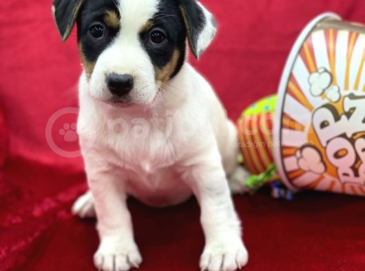 Kisa Bacak Jack Russel Yavrular görsel