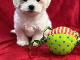 Maltese