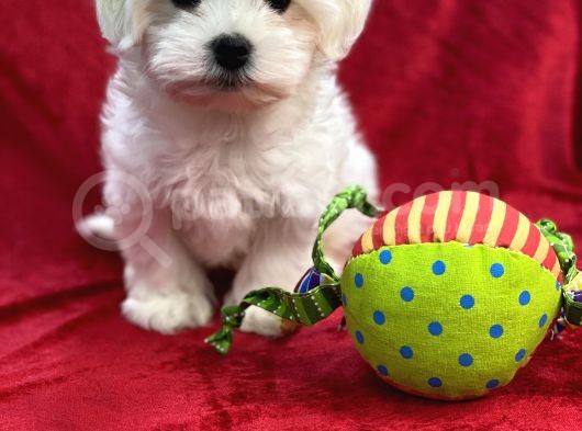 Maltese görsel