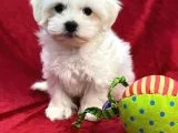Maltese