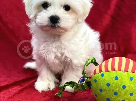 Maltese