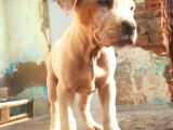 Bully Mix Mavi Gözlü Son Di̇şi̇