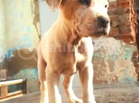 Bully Mix Mavi Gözlü Son Di̇şi̇