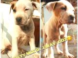 Bully Mix Mavi Gözlü Son Di̇şi̇