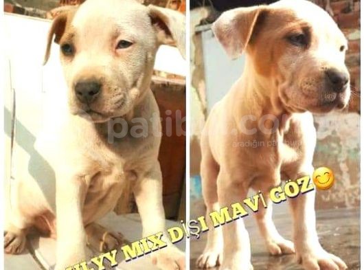 Bully Mix Mavi Gözlü Son Di̇şi̇ görsel