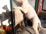 Bully Mix Mavi Gözlü Son Di̇şi̇