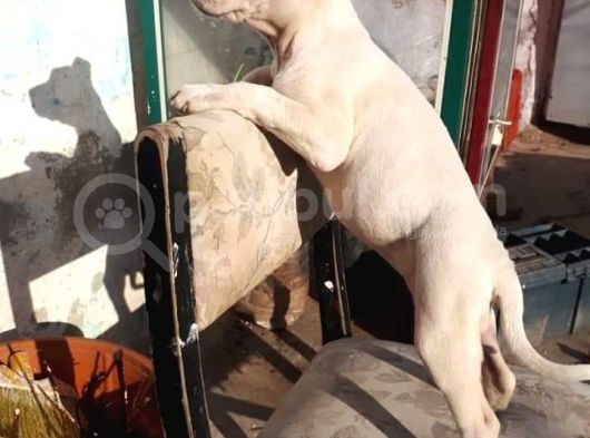 Bully Mix Mavi Gözlü Son Di̇şi̇ görsel