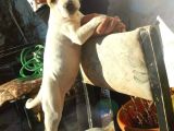 Bully Mix Mavi Gözlü Son Di̇şi̇