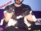 Bully Xl Son Di̇şi̇