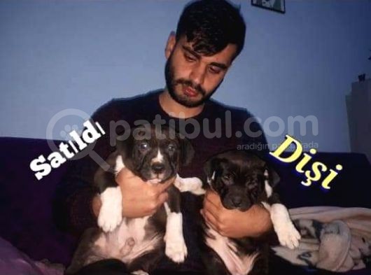 Bully Xl Son Di̇şi̇ görsel
