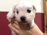Maltese Terrier Bebeğimiz Dişi