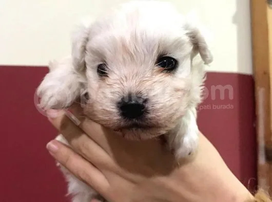 Maltese Terrier Bebeğimiz Dişi