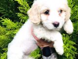 Maltese Terrier