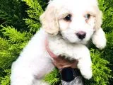 Maltese Terrier
