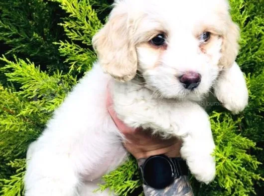 Maltese Terrier