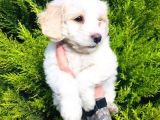 Maltese Terrier