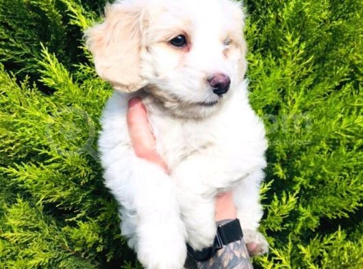 Maltese Terrier görsel