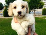 Maltese Terrier