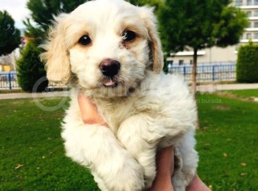 Maltese Terrier görsel