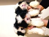 Shih Tzu Yavrularimiz